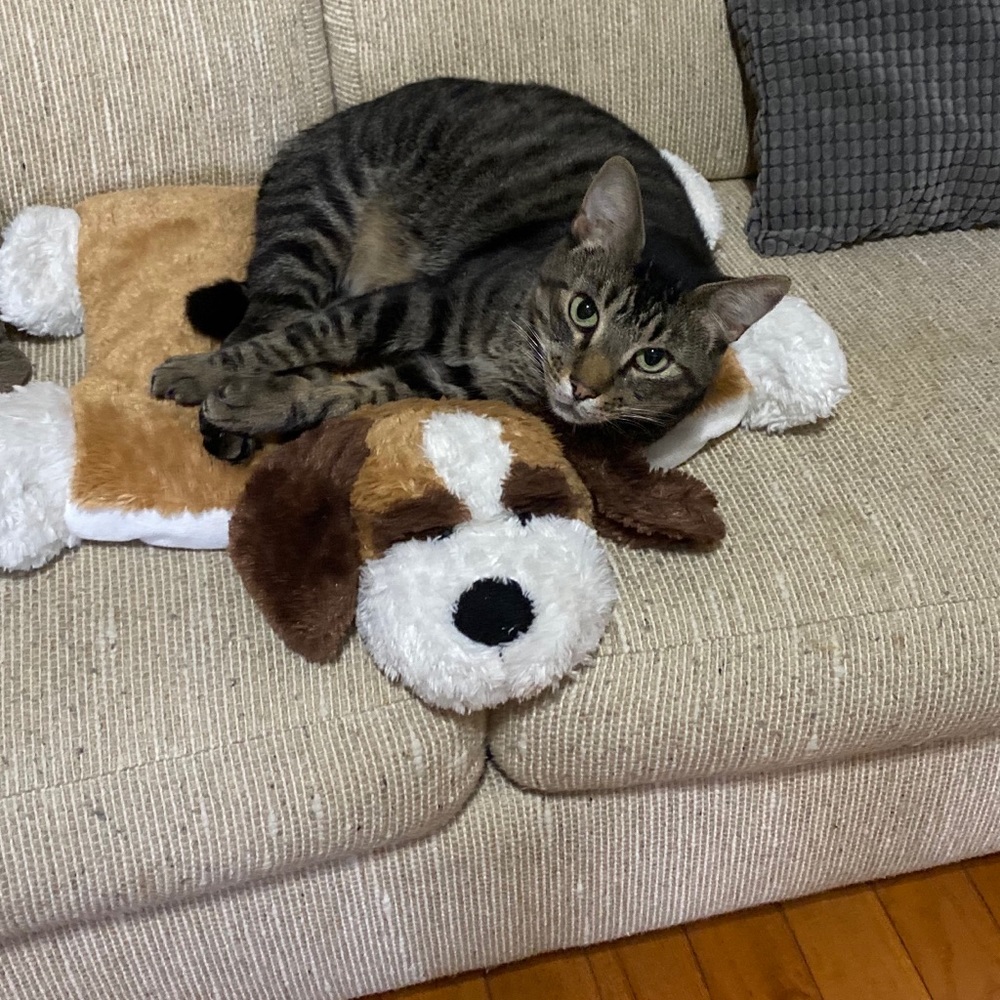 Meet your Posher, Julie